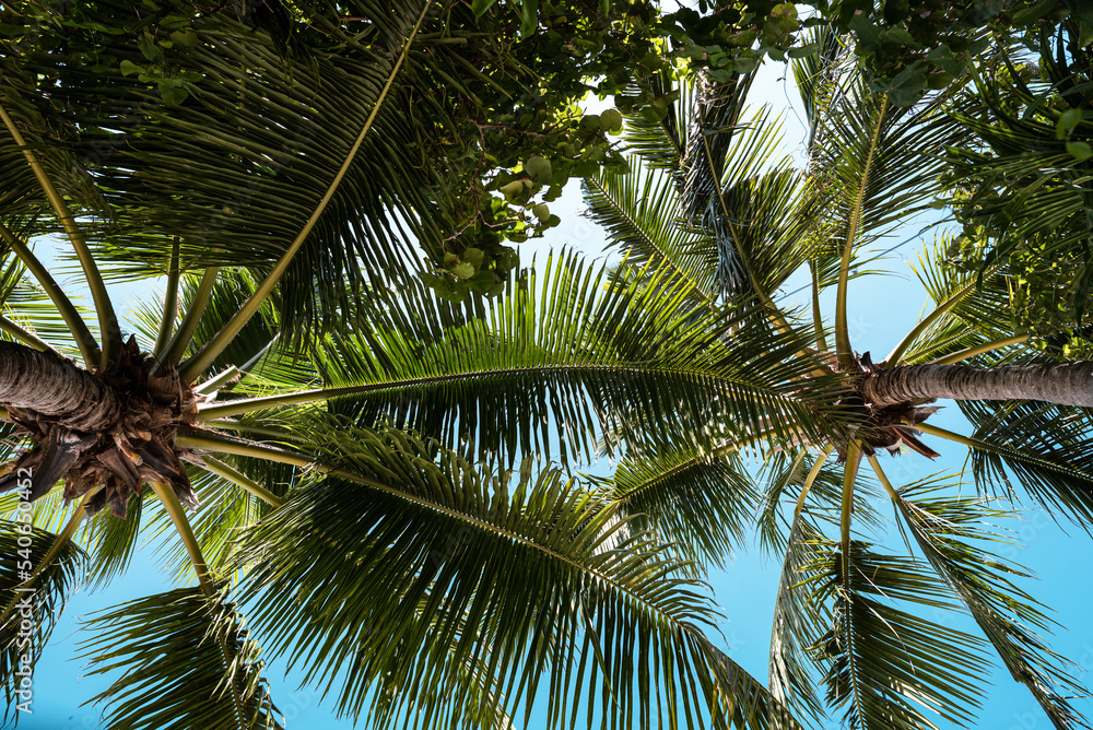 Fototapeta premium Blue sky with clouds, palm leaves frame. Place for text. Coconut palms, green palm branches against the blue sky
