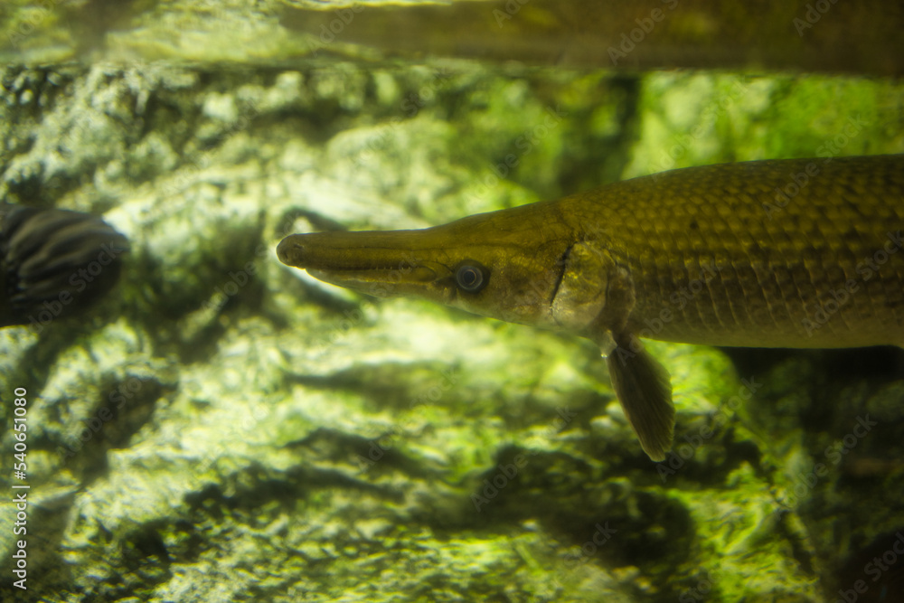 fish in aquarium fish in aquarium