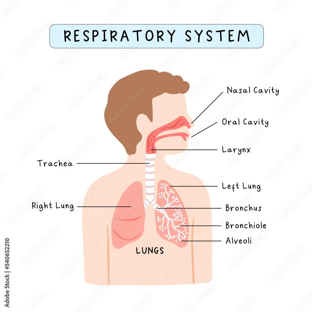 Human respiratory system infographic for kids study, school curriculum - obrazy, fototapety, plakaty 