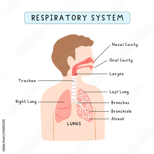 Human respiratory system infographic for kids study, school curriculum