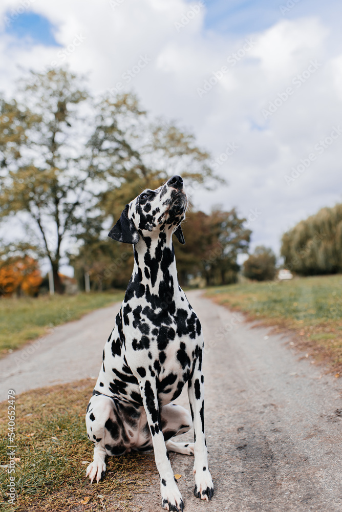  portrait of cute dalmatian dog with black spots standing in forest