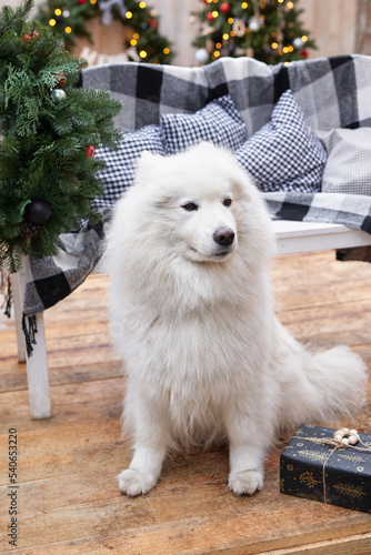 Christmas dog. Outdoor background decor. Celebration New Year and Christmas. Winter holidays