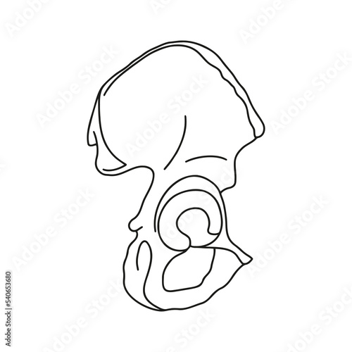 Human pelvis, internal view. Vector, outline, anatomical, hand drawn.