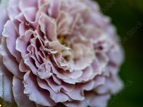 Shape and colors of Princess Kaori roses that blooming