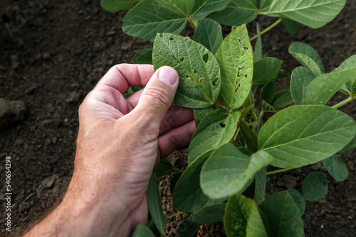 Farmer examining damaged soybean crop leaves in cultivated field, closeup of male hand touching plant