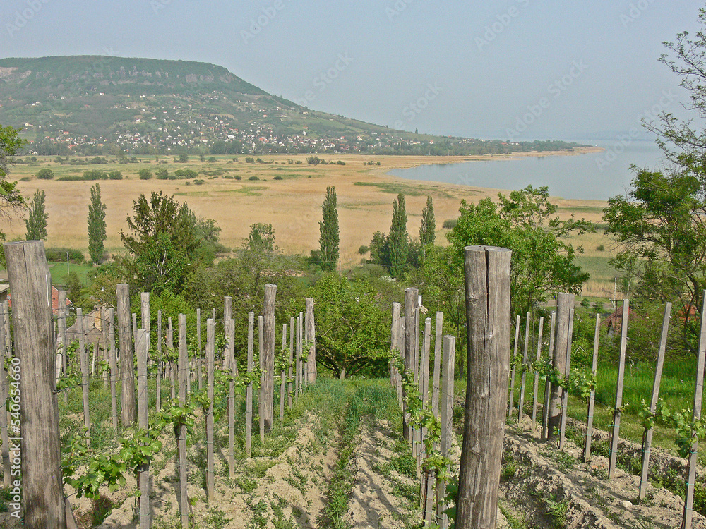 Vineyard overlooking volcanic hill Badacsony and lake Balaton in Western Hungary. Badacsony wine region.