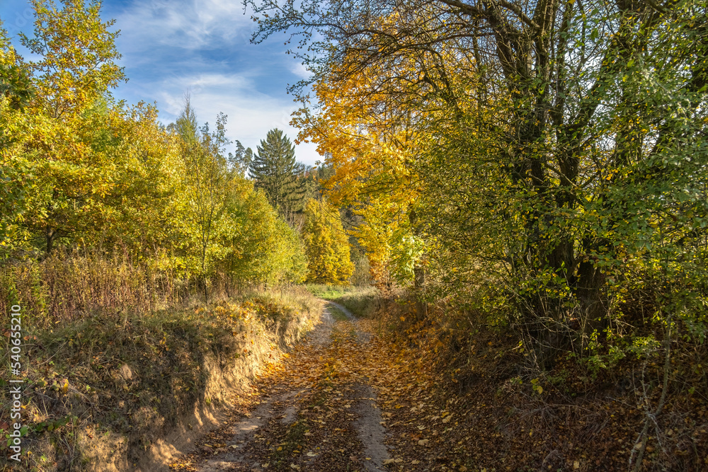 Road through autumnal countryside with colorful trees