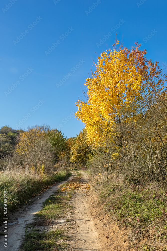 Naklejka premium Road through autumnal countryside with colorful maple tree