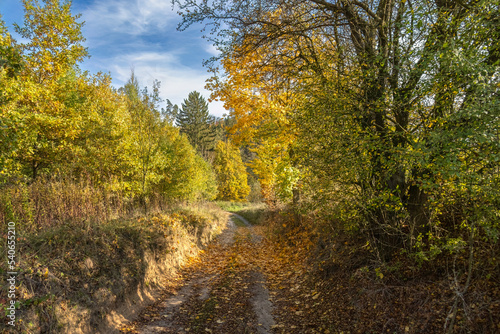 Road through autumnal countryside with colorful trees