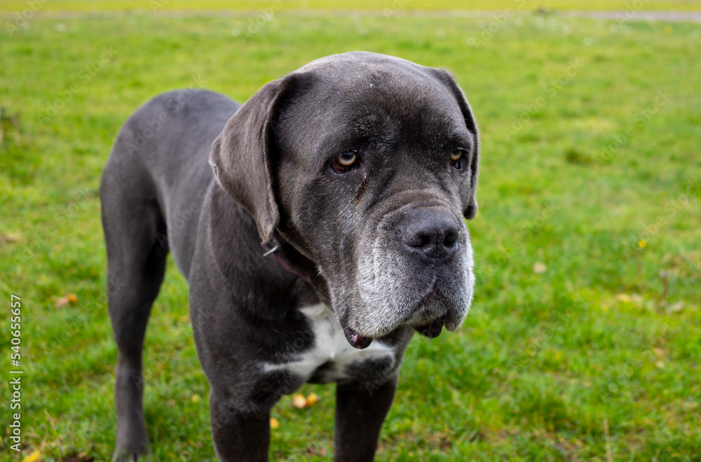 big Italian mastiff dog sitting on green grass against the backdrop of the mountain landscape of the autumn Altai at sunny day big Italian mastiff dog sitting on green grass against the backdrop of the mountain landscape of the autumn Altai at sunny day