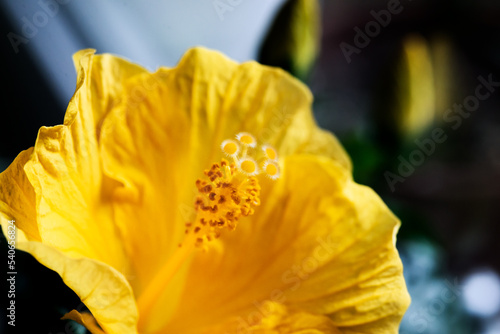 Gelbe Hibiskus Blüte photo