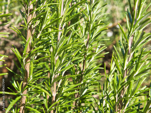 Rosemary plant, close-up, partial view, selective focus, blur effect