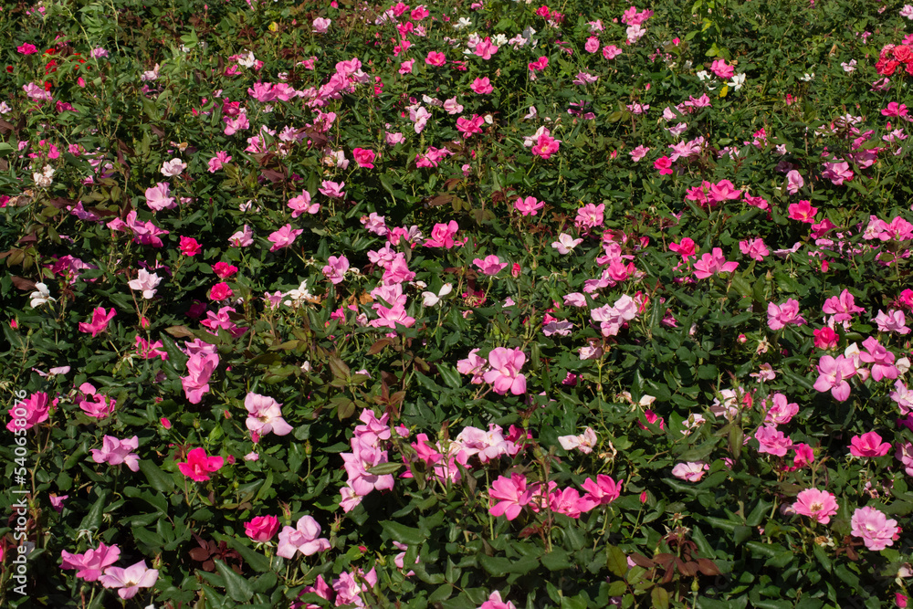 Amazing colorful Spring flowers in view