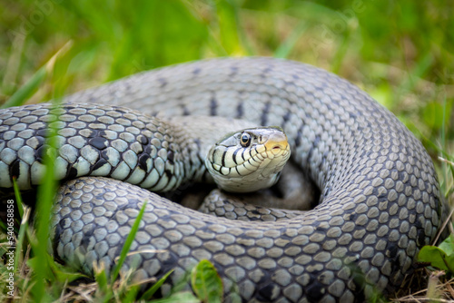 Serpent dans l'herbe, couleuvre photo