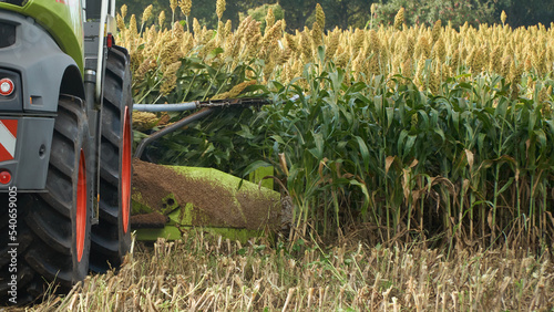 Bild auf Leinwand Closeup of sorghum being harvested with a forage harvester for silage