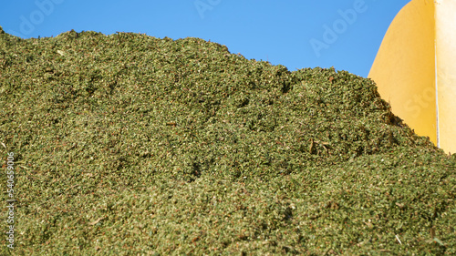 Finely chopped sorghum for silage