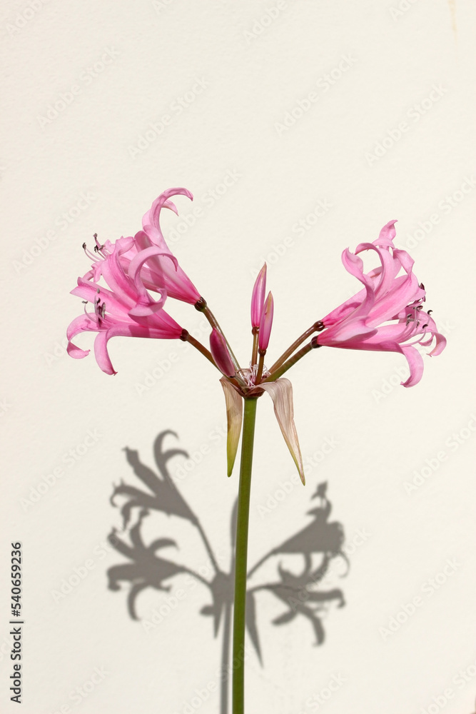 Single pink Amaryllis belladonna flower in sunlight with shadow isolated against a blank white background