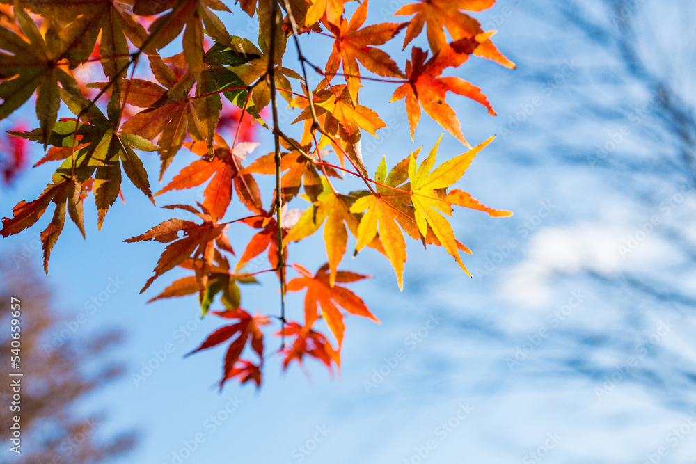 紅葉、もみじ、Autumn leaves 紅葉、もみじ、Autumn leaves