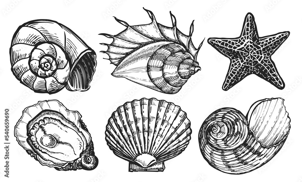 Sea animals set. Seashell sketch. Starfish, mussel, ocean shell. Marine concept. Underwater world illustration Sea animals set. Seashell sketch. Starfish, mussel, ocean shell. Marine concept. Underwater world illustration