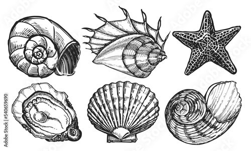 Sea animals set. Seashell sketch. Starfish, mussel, ocean shell. Marine concept. Underwater world illustration