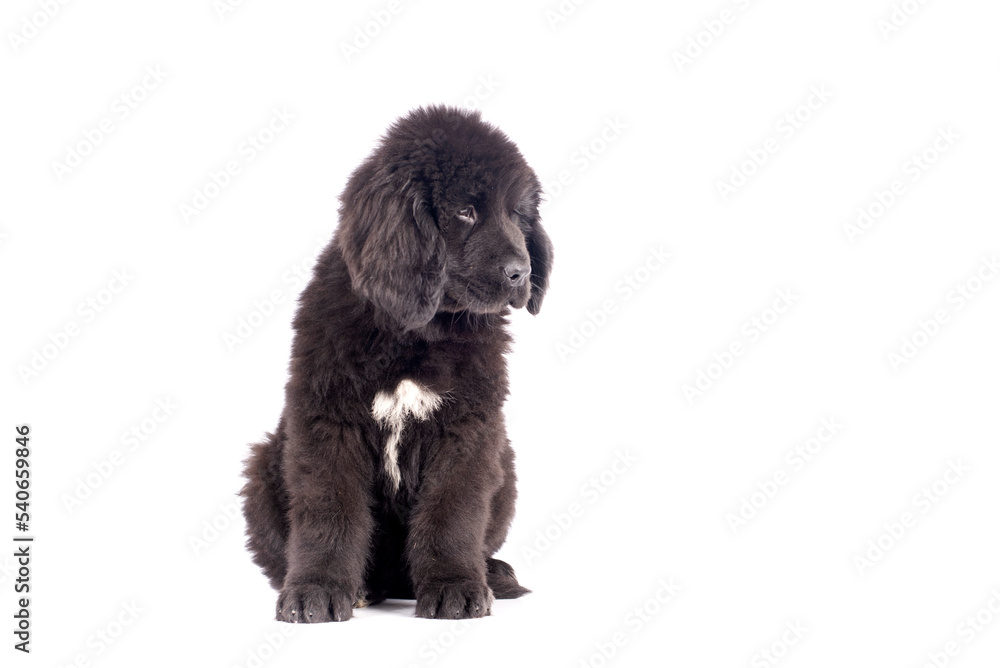 Newfoundlander young dog portrait on a white background Newfoundlander young dog portrait on a white background