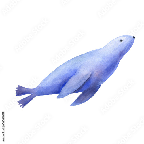 Photography Marine animal seal