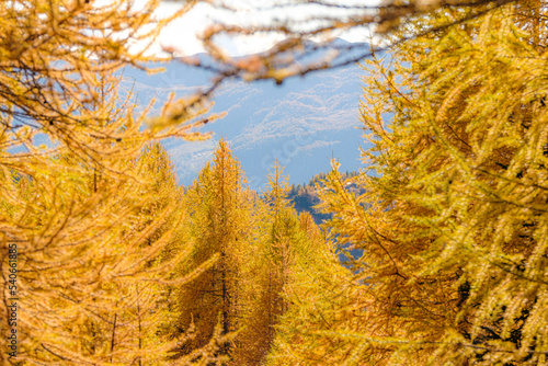 Colori autunnali, Valtellina, LOMBARDIA, Italia photo