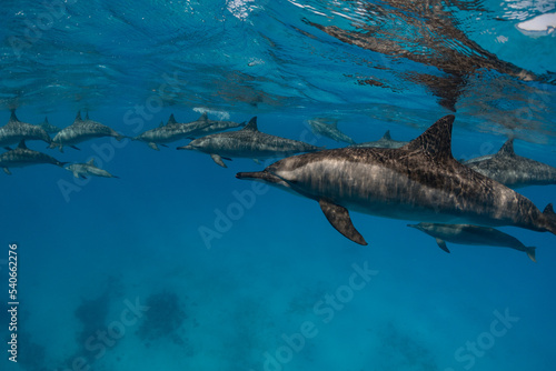 Dolphins swimming in the national park in Egypt Satay reef. © Michal