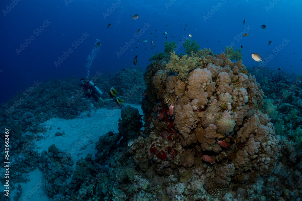 Fototapeta premium Female scuba diver exploring coral reef in the Red Sea, Egypt