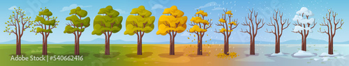 Seasonal changes in nature, tree in spring blooming foliage. Summer lush greenery, falling leaves in autumn. Branches covered with snow in winter. Vector in flat style