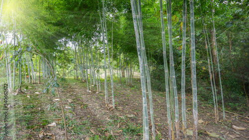 A group of green bamboos in the forest garden is lit by the golden sunlight, naturally beautiful.