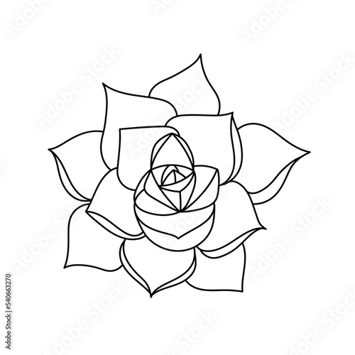 Succulent echeveria in doodle style, vector illustration. Desert flower hand drawn for print and design. Isolated element on a white background. Home plant outline, side view