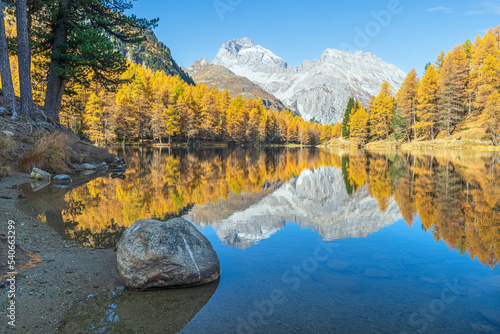 Herbstlicher Lärchenwald am Palpuognasee, Lai da Palpuogna, Albula-Alpen, Preda, Bergün, Graubünden, Schweiz