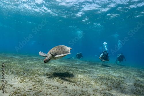 Green turtle with divers in the background during a dive in Egypt.
