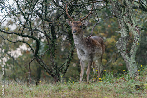 Male Fallow deer (Dama dama) in rutting season in  the forest of Amsterdamse Waterleidingduinen in the Netherlands. Forest in the background. Wildlife in autumn.                                       
