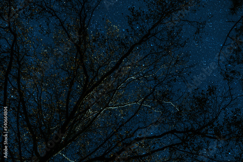 night sky. night starry sky in the forest