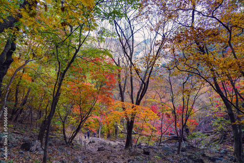 Autumn forest in the morning at Soyeosan, Dongducheon city, keonggido, Korea