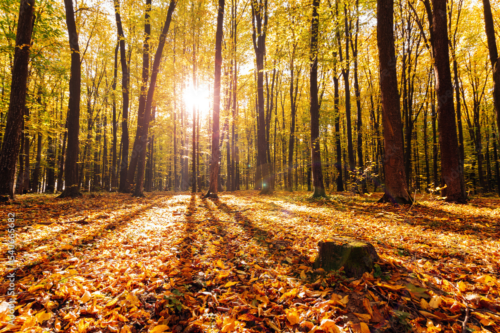 Fototapeta premium Beautiful autumn park. Forest in Autumn
