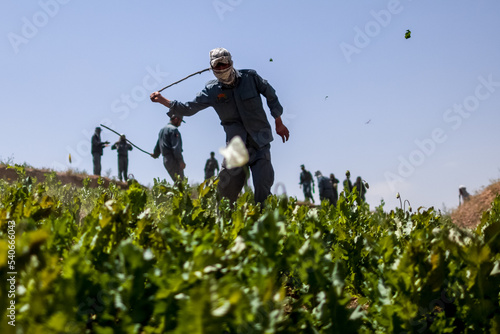 Canvas Print Afghan police officers destroying opium poppy flowers fields near Faizabad city
