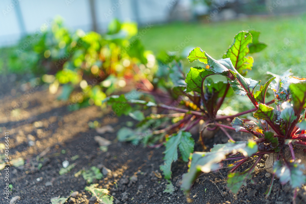 Beetroot with fresh leaves in the vegetable garden.