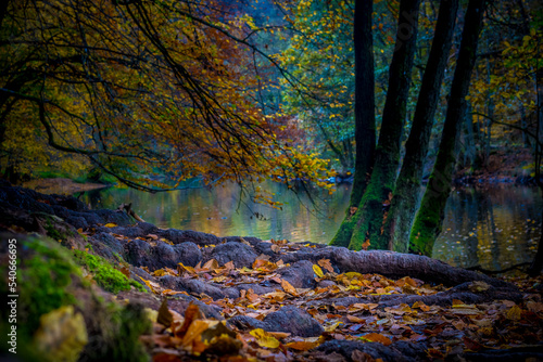 Autumn Ourthe river scene in the woodlands of the Ardennes in Wallonia, Belgium. photo