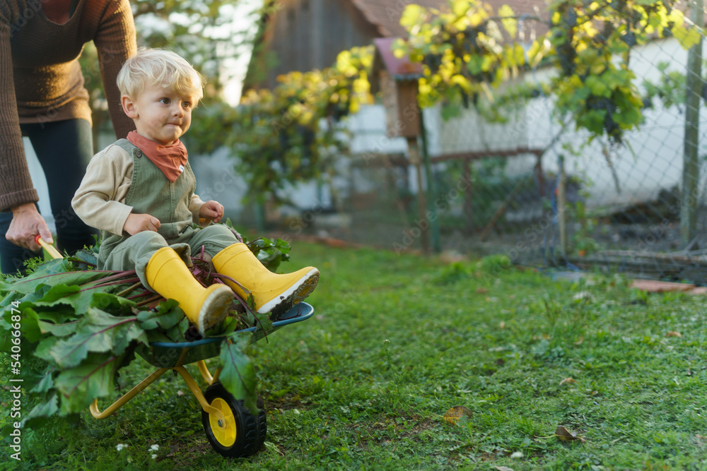 Little boy sitting at wheelbarrow with harvest vegetable, having fun. Little boy sitting at wheelbarrow with harvest vegetable, having fun.