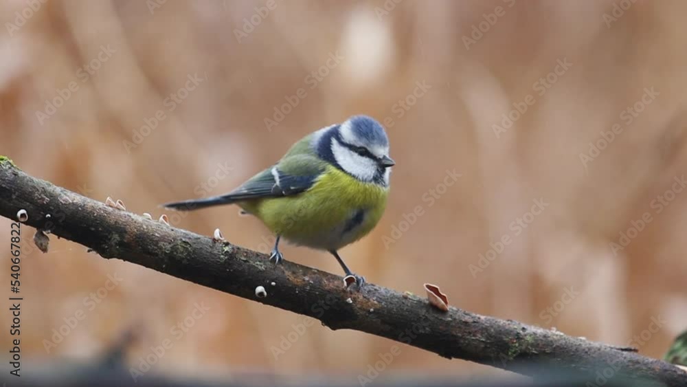 tit sits on a frosty morning on a branch and flies away tit sits on a frosty morning on a branch and flies away