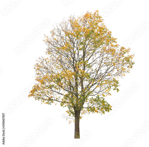 tree isolated on white background. single autumn tree isolated on white background. © Don