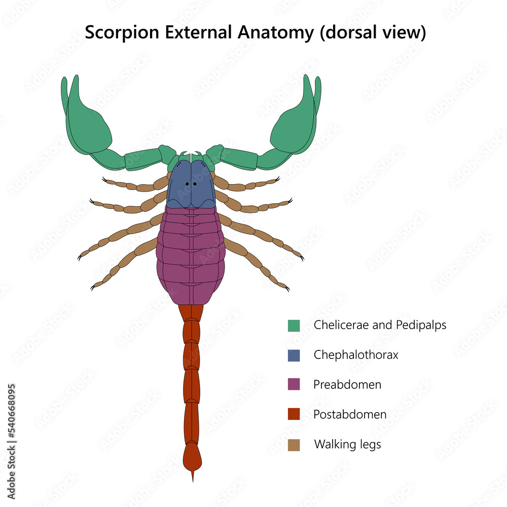 Scorpion External Anatomy (dorsal view) StockIllustration Adobe Stock