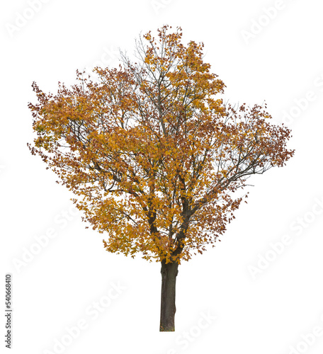 tree isolated on white background. single autumn tree isolated on white background.