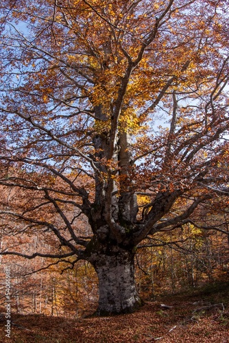 autumn colors in the apennines frignano park and corno alle scale church madonna del faggio and monte acuto modena bologna photo