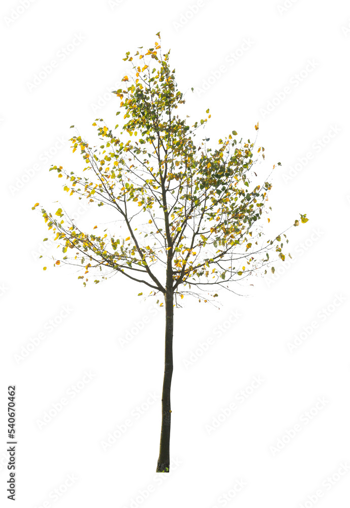 Fototapeta premium tree isolated on white background. single autumn tree isolated on white background.