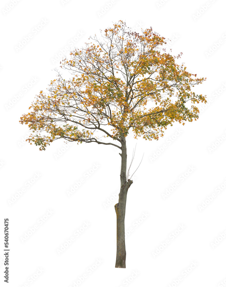 tree isolated on white background. single autumn tree isolated on white background. tree isolated on white background. single autumn tree isolated on white background.