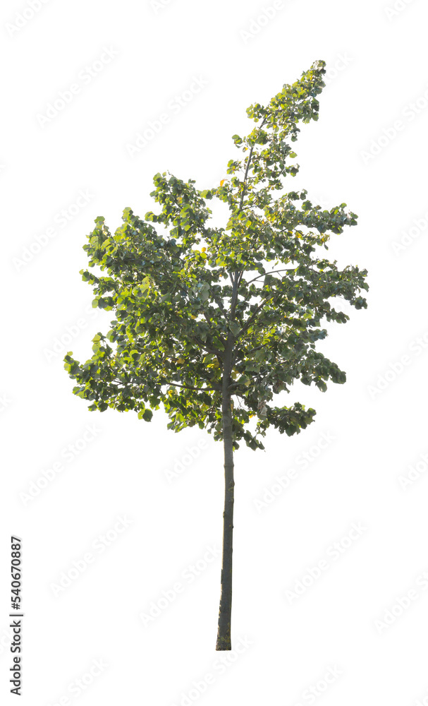 tree isolated on white background. single autumn tree isolated on white background. tree isolated on white background. single autumn tree isolated on white background.